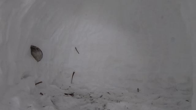 ПОСТРОИЛ ДОМ из СНЕГА / 24 часа в ЛЕСУ / ВЫЖИВАНИЕ на МОРОЗЕ смотреть онлайн