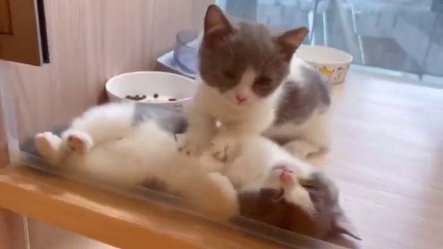 Котик массажист. смотреть онлайн