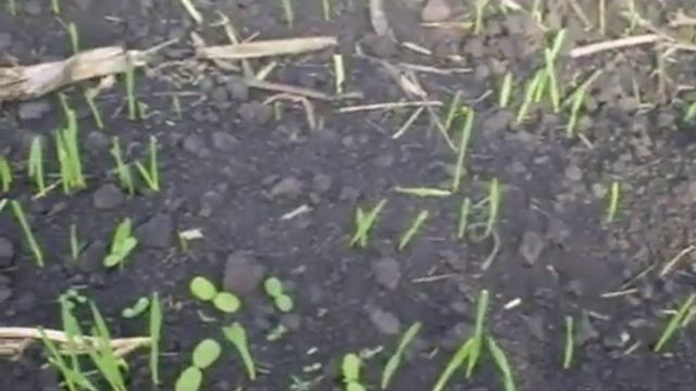 Выращивание ярого ячменя,в том числе и Канадских сортов на Зачепиловщине. смотреть онлайн