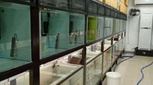 Дискусы из Апшеронска на азиатской разводне дискусов 2