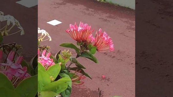 Колибри в полете, Colibri Mexican Violetear