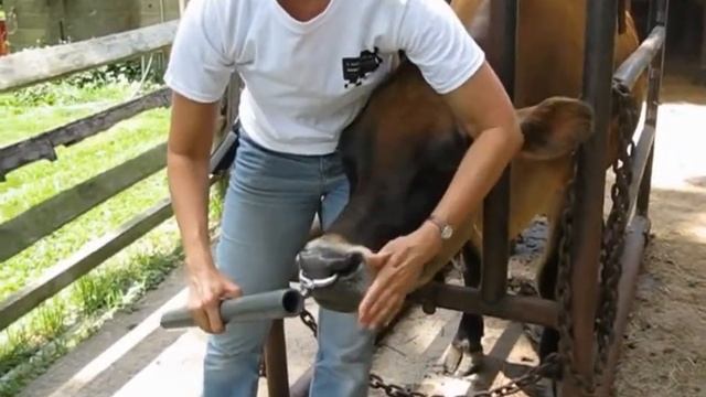 Кольцо для коровы и быка в нос смотреть онлайн