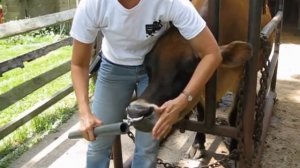 Кольцо для коровы и быка в нос