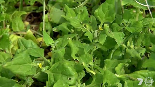 Forager Nick Blake- Wild Forage Australia смотреть онлайн