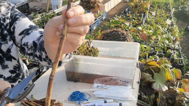 Супер череночник для зимнего укоренения одревесневшими черенками гортензии.крупнолистной смотреть онлайн