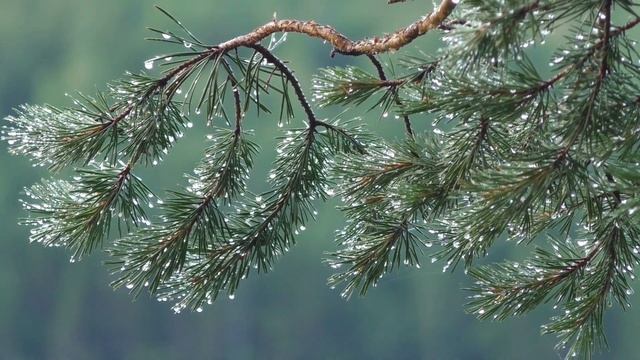 Звуки дождя для сна слушать / Звуки дождя для сна слушать для детей смотреть онлайн