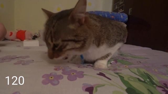 Кот ест сухой корм по одной подушечке смотреть онлайн