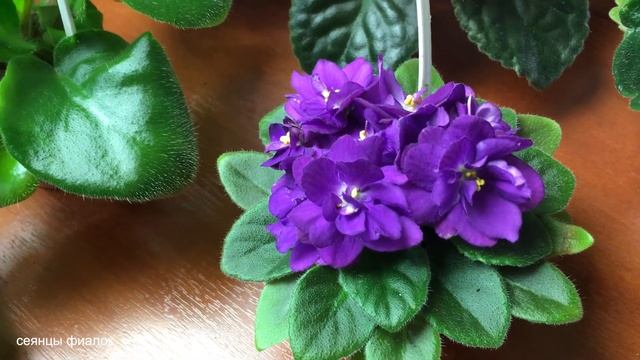 Сеянцы фиалок в работе из коллекции Фиалковода. 20 октября 2019 года смотреть онлайн