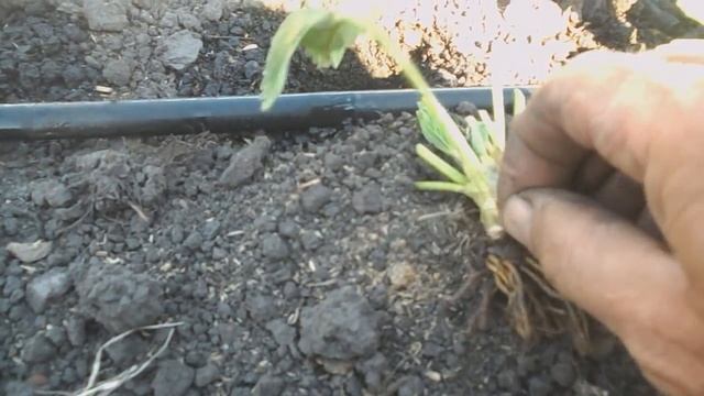 Избитая тема посадки клубники. смотреть онлайн