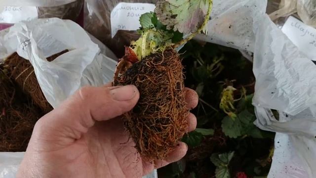 Рассада клубники Крапо 10 минитрей и фриго из совместной закупки!!! смотреть онлайн