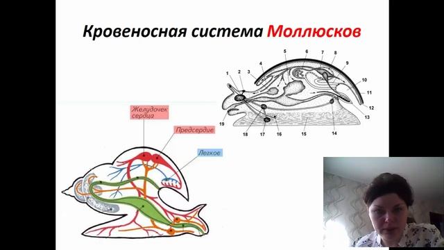 Кровеносная система моллюсков. Введение. смотреть онлайн