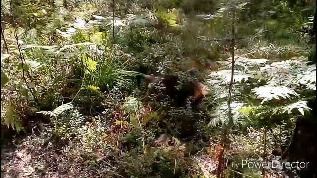 Щенок немецкой овчарки. Дик(3 месяца) смотреть онлайн