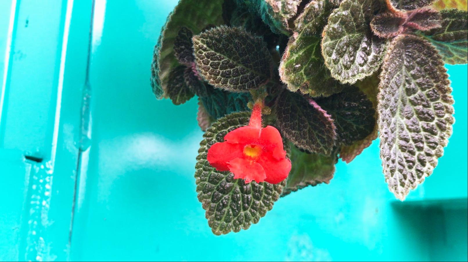 Episcia Reptans Var. 