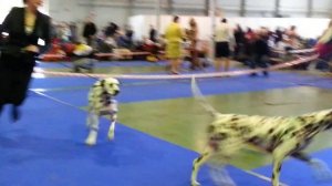 11/04/2015. Москва. Монопородка далматины. Сравнение на ЛС.