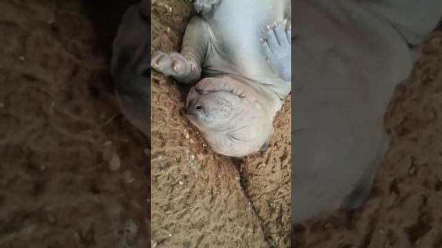 Щенки тайского риджбека смотреть онлайн