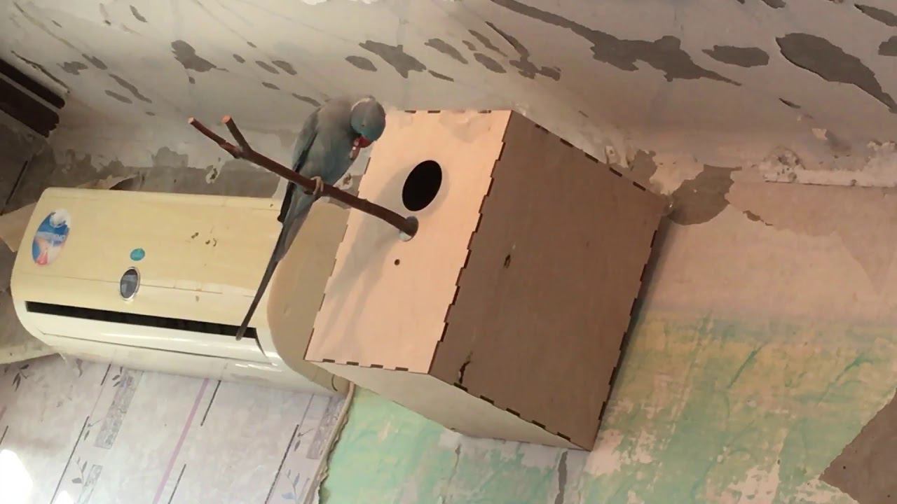 Скрытая Камера. Ожереловые попугаи готовят гнездо.