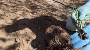 Выращивание сладкого салатного лука Кенди