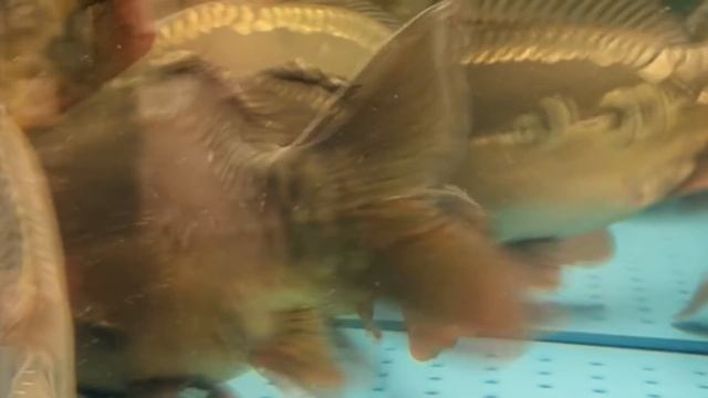 Karp W Zalewie Octowej  Jest Niezastąpiony Na świątecznym Stole / Oddaszfartucha