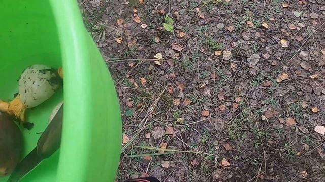 грибы/лес/эстетика/ смотреть онлайн