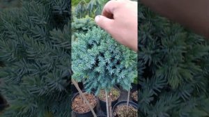 Можжевельник Blue Star на штамбе?