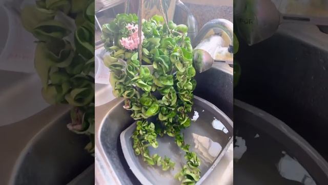 Hoya Compacta Watering Day ? смотреть онлайн