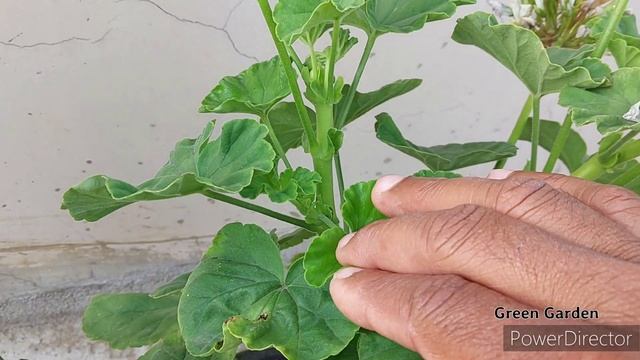 Geranium flower plant care in summer. How to care geranium flower plant ? смотреть онлайн