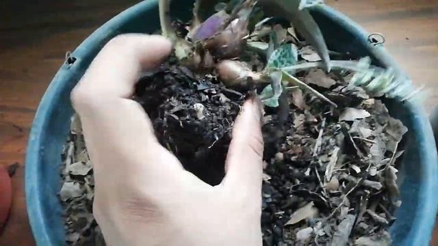 ?? LEDEBOURIA SOCIALIS CUIDADOS Y PROPAGACIÓN ??