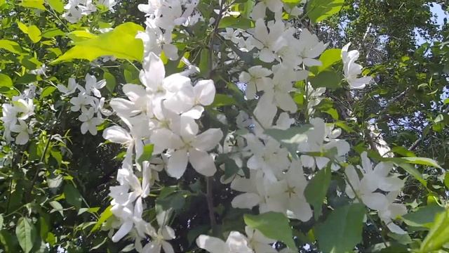 Яблоня в Сибири/Apple tree in Siberia смотреть онлайн