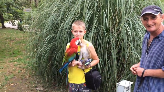 Обезьяна + Попугай смотреть онлайн