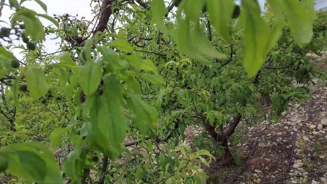 ERİK BAHÇESİ HAKKINDA BİLİNMESİ GEREKENLER VE YAPMIŞ OLDUĞUM ÇALIŞMALAR(BLACKSPLENDOR/ANJELİKA)PART смотреть онлайн