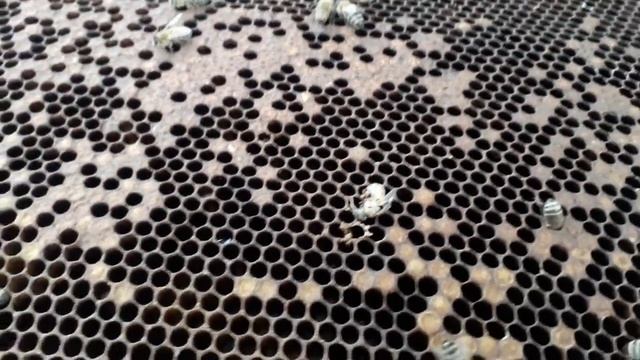 Пчелопакеты и возможные болезни смотреть онлайн