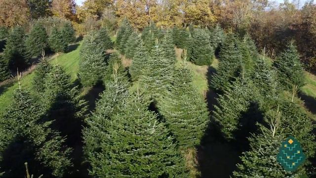 WOW ялиця Abies Nordmanniana (Данська) смотреть онлайн