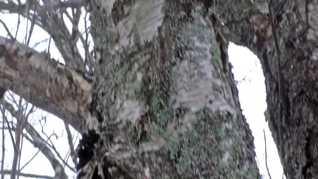 По льду и снегу за грибами.. Дневник грибника 7 декабря 2018 г. смотреть онлайн