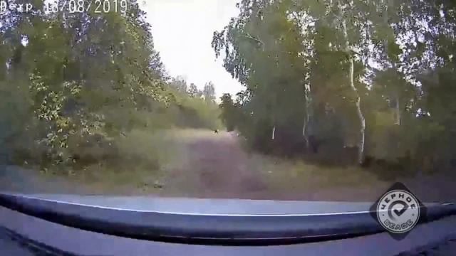 Медведь на дороге в Челябинской области. смотреть онлайн