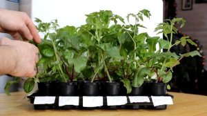 Стимулятор роста HB 101. Эксперимент, тест, отзыв