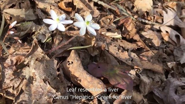 Spring Wildflowers at Burr Oak Part 1 смотреть онлайн