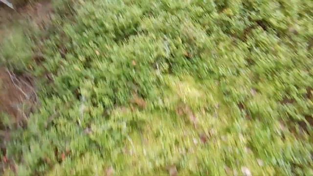 ЛУГОВЫЕ ГРИБЫ 2023 ГОД , НЕОЖИДАЛ Я ТАК МНОГО ГРИБЫ УВИДЕТЬ ИЮЛЬСКИЙ ГРИБЫ, смотреть онлайн