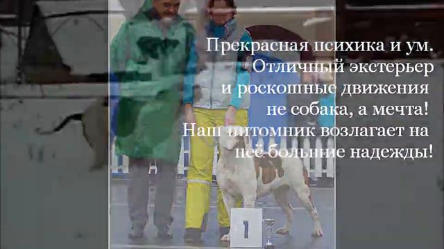 питомник ИМПЕРИАЛ ЧОЙС.wmv смотреть онлайн