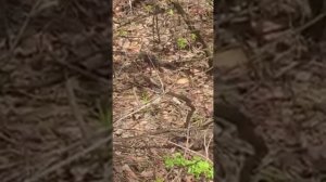 Змеи во Владимирской области.