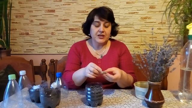 СЕКРЕТЫ ПОСЕВА КАПРИЗНОЙ ЛАВАНДЫ!!! смотреть онлайн