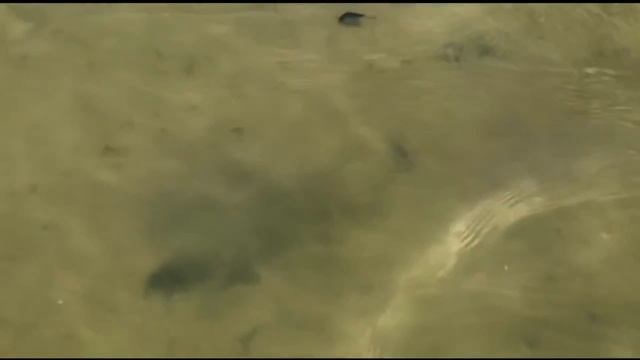 3D Ghost Minnow - уловистый воблер смотреть онлайн