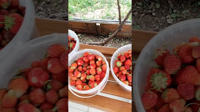 17 июня 2023 года обзор моего дня на даче. смотреть онлайн