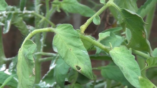 Tomato Horn Worm Removal смотреть онлайн