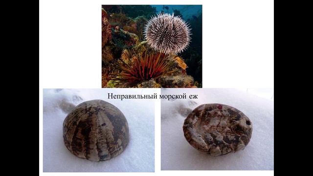 Лекция 9 Иглокожие_1 смотреть онлайн