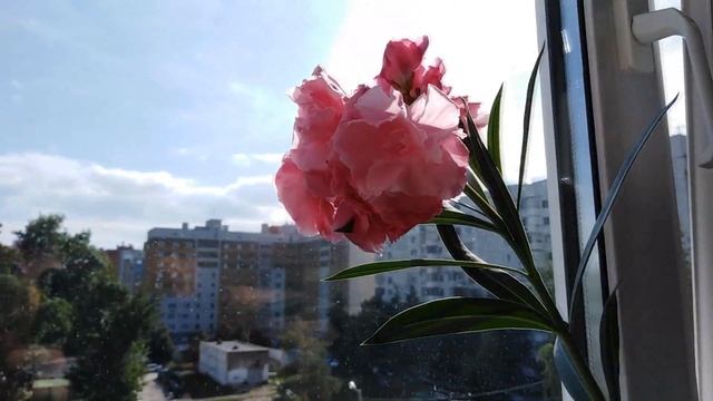 Цветение моих олеандров в сентябре смотреть онлайн