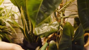 Мой еженедельный уход за комнатными растениями