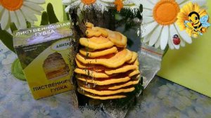 Лиственничная губка или Агарикус. Эксперт в похудении