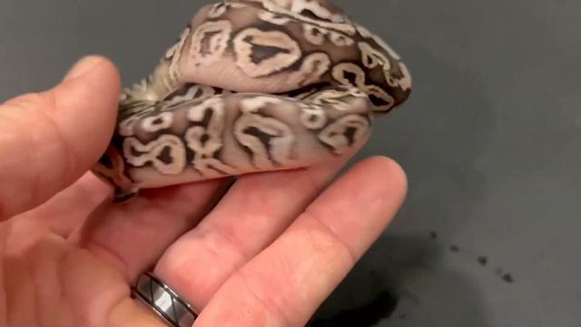 Clutch 3 UPDATE!! (Ball Python) смотреть онлайн