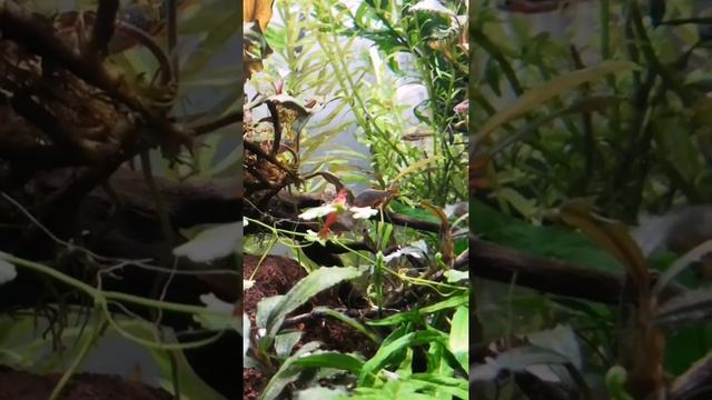 Новые рыбки в аквариуме расбора бригитта смотреть онлайн