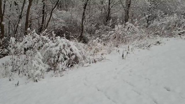 How To Grow Black Walnut Tree From Seed смотреть онлайн